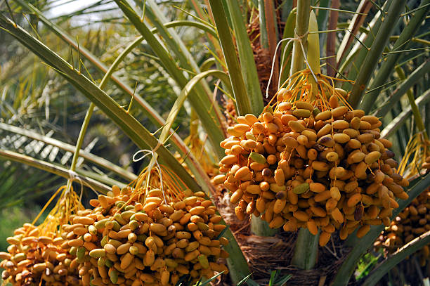 Date Palm Phoenix Dactylifera