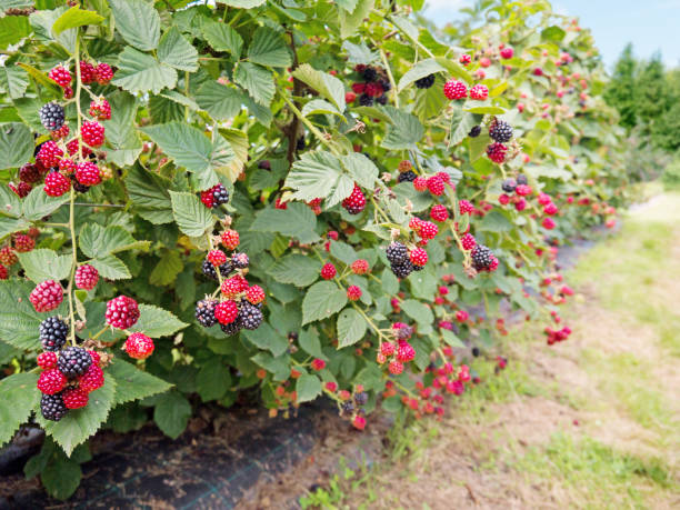 Raspberry Rubus Idaeus