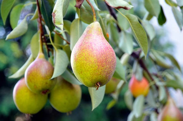 Pear Fruit Plants