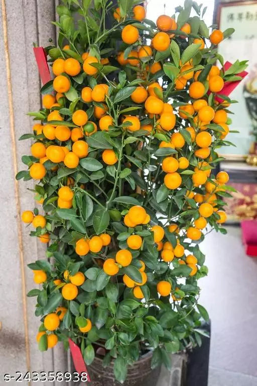 Small Orange Citrus Reticulata