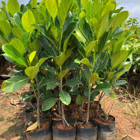 Jackfruit Artocarpus heterophyllus