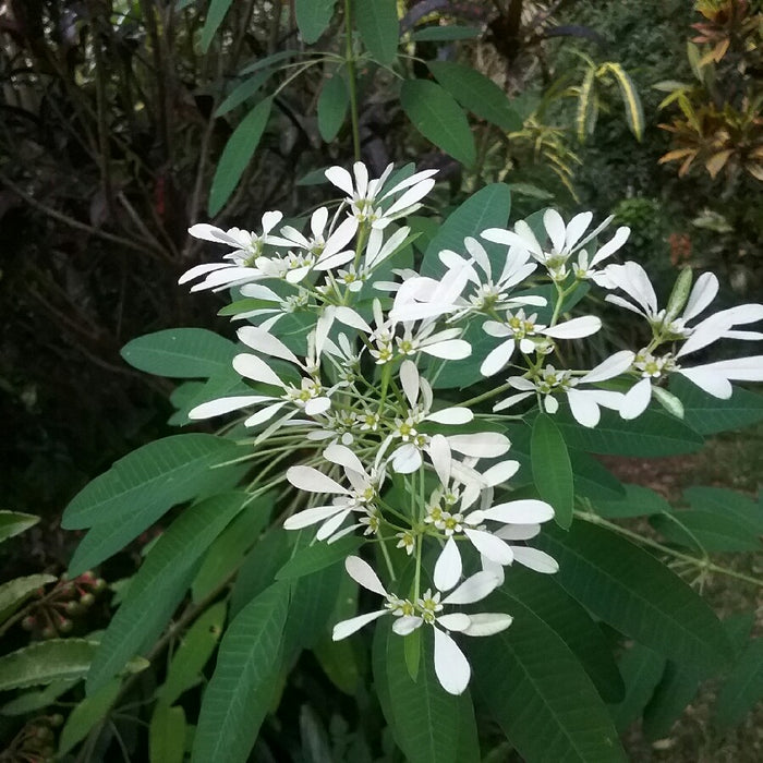 यूफोरबिया ल्यूकोसेफला पौधों की खरीदारी करें: अपने बगीचे में सफेद रंग का एक पॉप जोड़ें! 