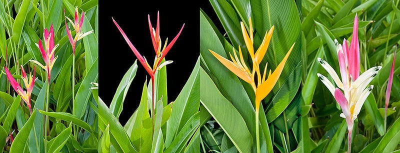 Heliconia Psittacorum