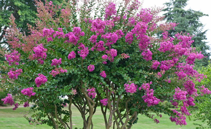 Lagerstroemia Indica