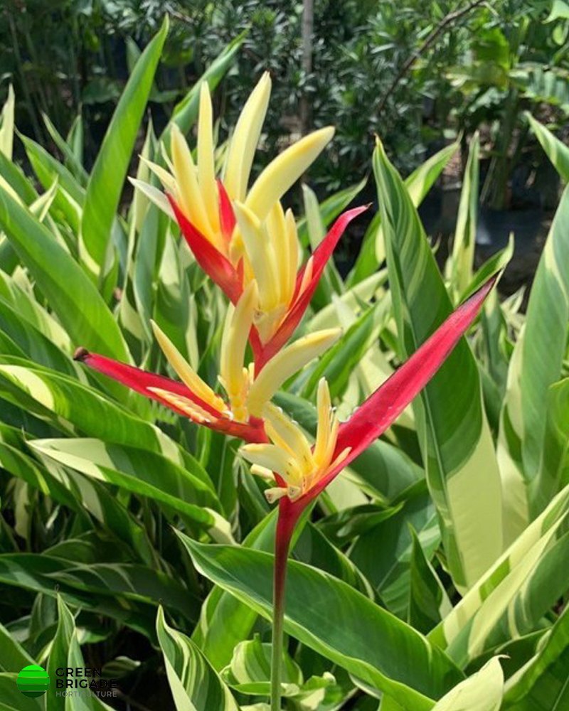 Heliconia Psittacorum