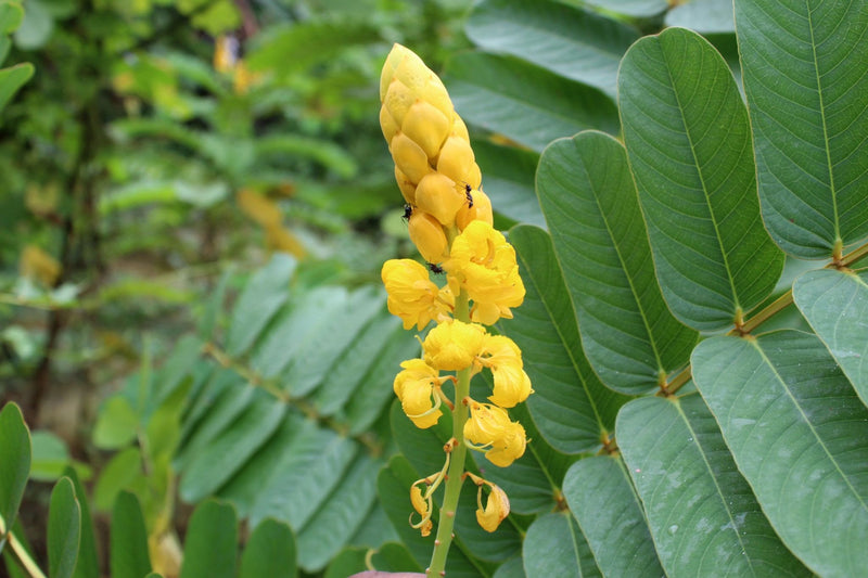 Cassia Alata