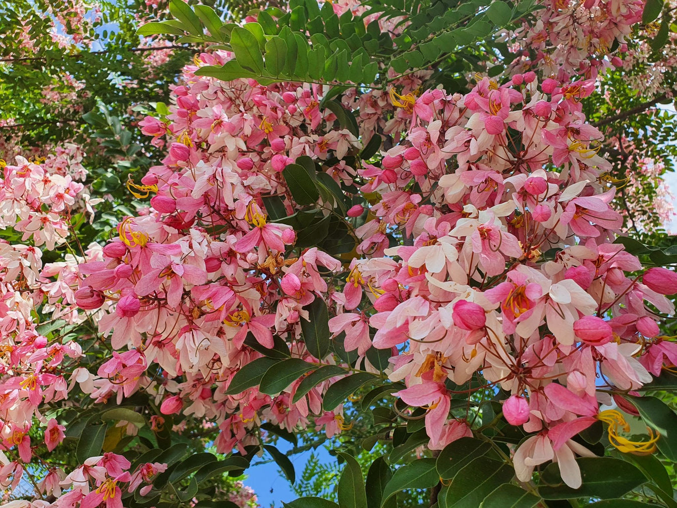 Cassia Javanica