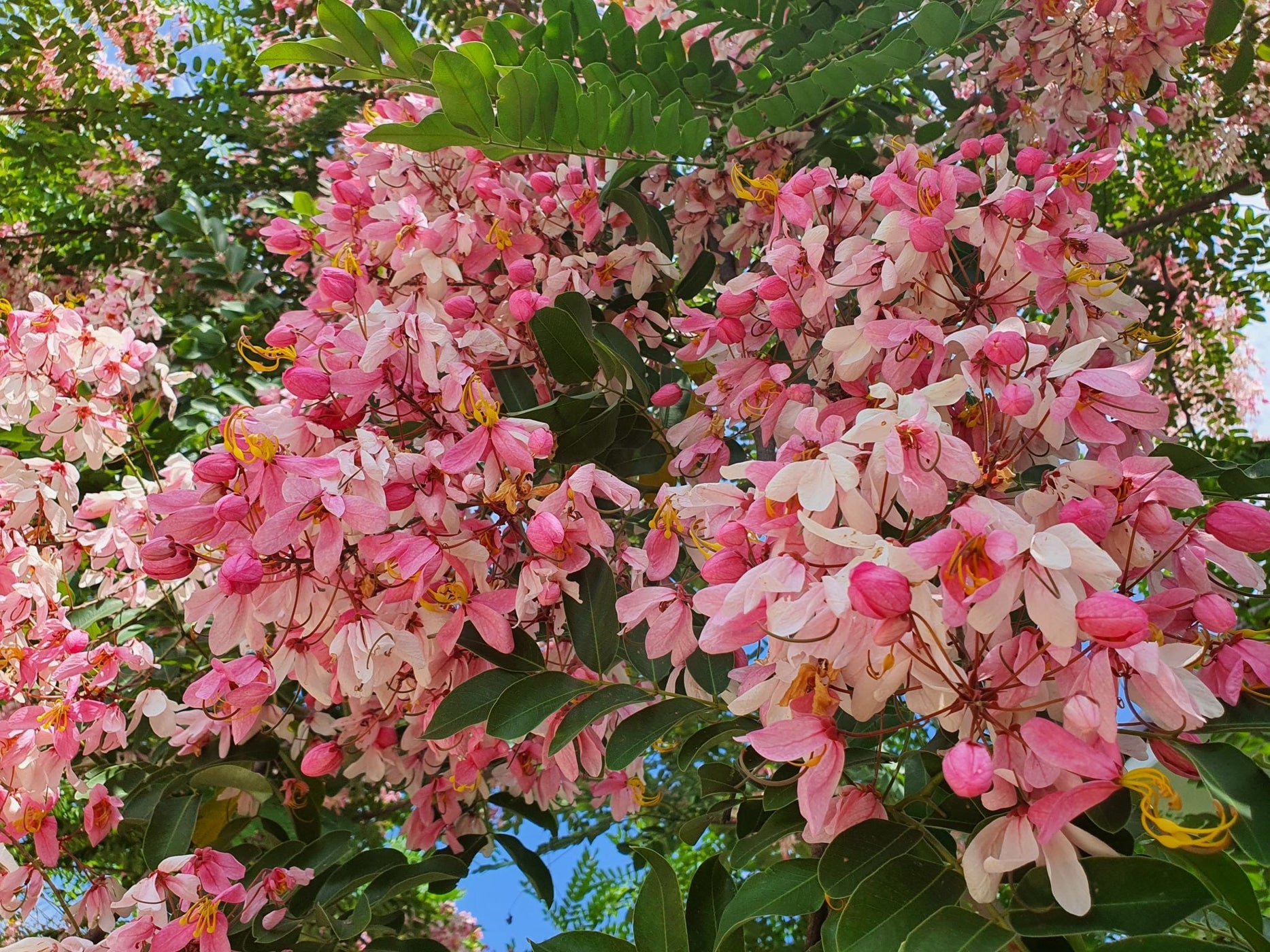 Best Cassia Javanica Plants Trees Nurseries Near To Me Kadiyam India ...