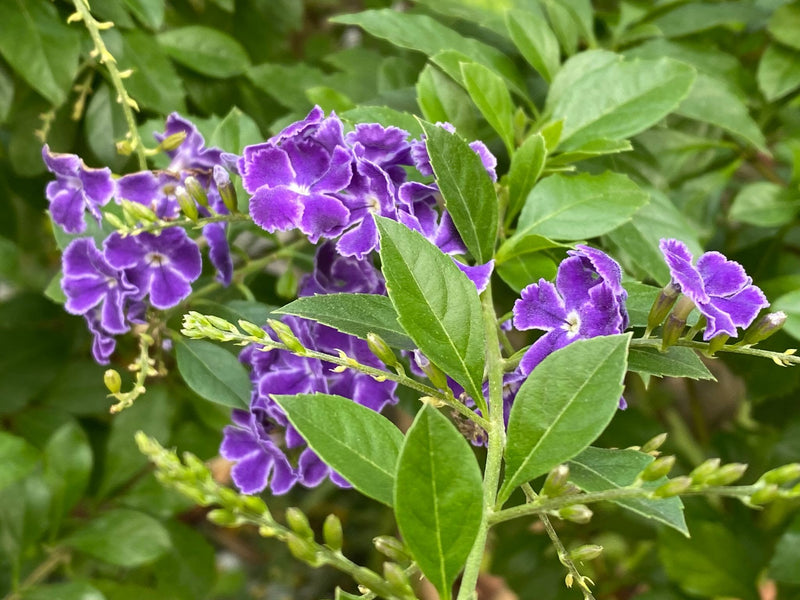 Duranta