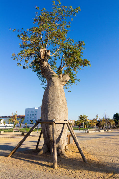 Adansonia Digitata Trees Nurseries in Kadiyam India: Find High-Quality ...