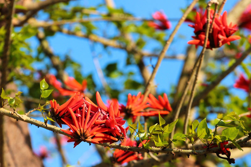Indian Coral Tree Erythrina Variegata