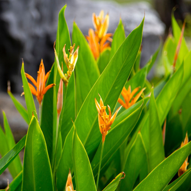 Heliconia Psittacorum