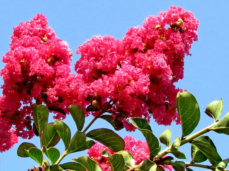 Lagerstroemia Indica