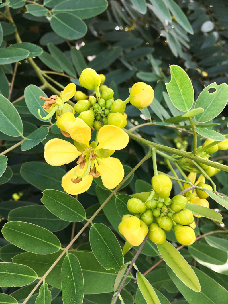 Cassia Siamea Senna Siamea Plant
