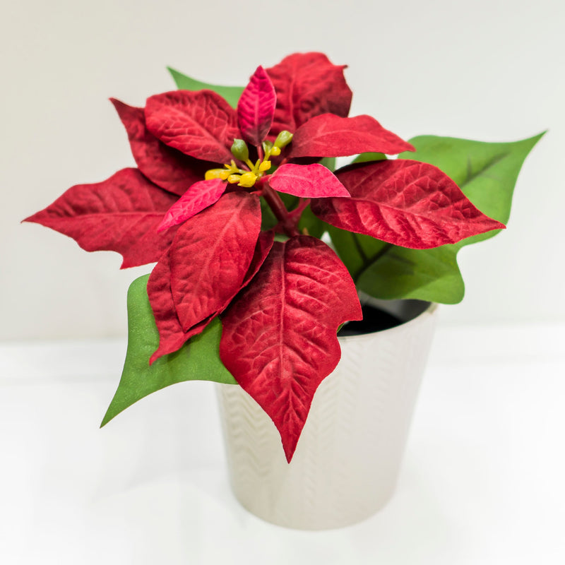 Poinsettia