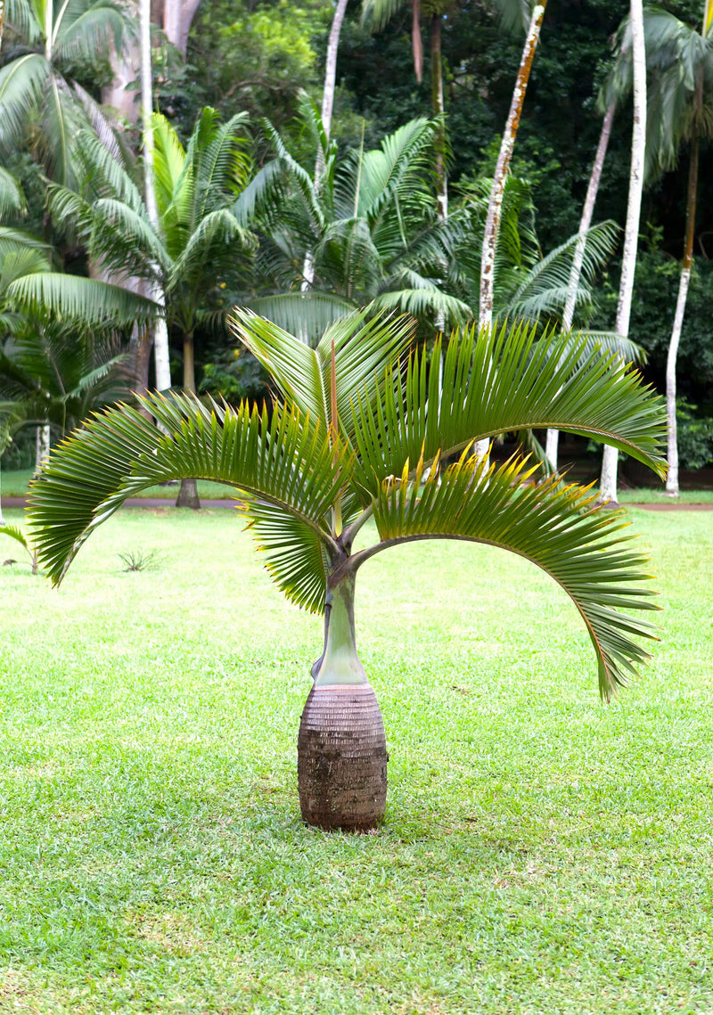 Royal Bottle Palm