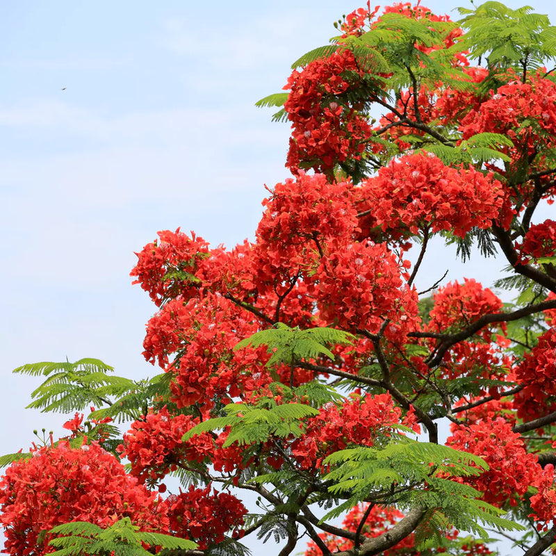 Delonix Regia Gulmohar