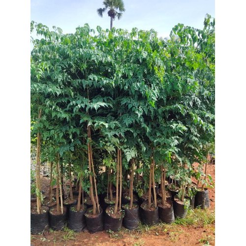 Millingtonia Hortensis Indian Cork Tree