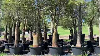 Adansonia Digitata Trees Nurseries in Kadiyam India: Find High-Quality ...