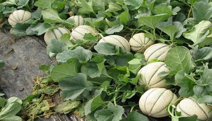 Musk Melon Cucumis Melo Var