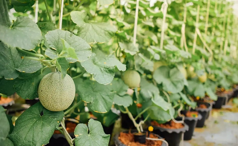 Musk Melon Cucumis Melo Var