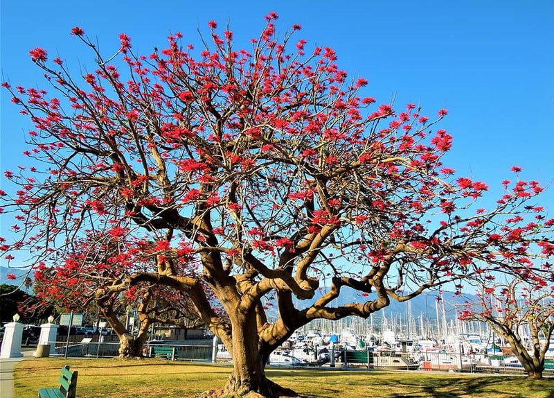 Indian Coral Tree Erythrina Variegata