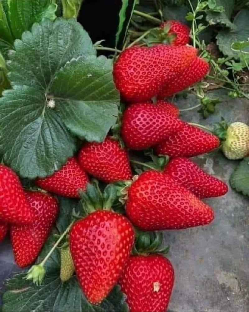 Strawberry  Fragaria Ananassa