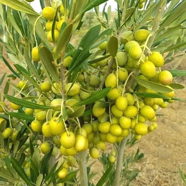 Olive Olea Europaea