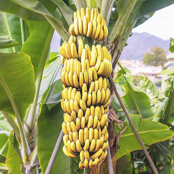 Banana Musa