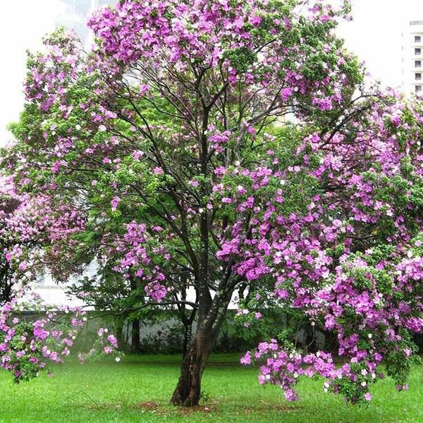 Bauhinia Tree