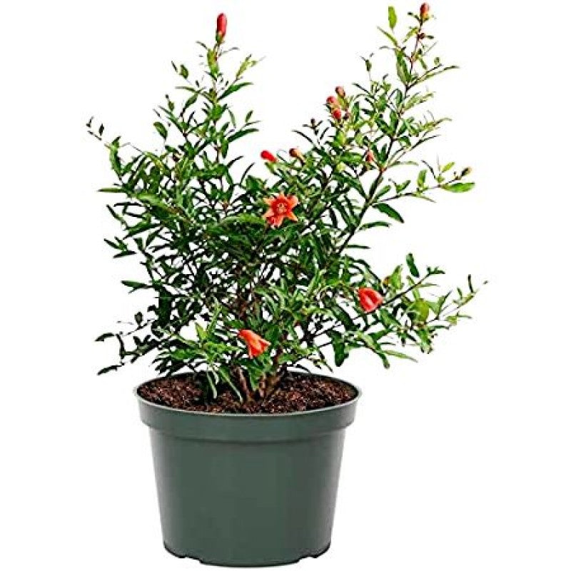 Pomegranate Punica Granatum