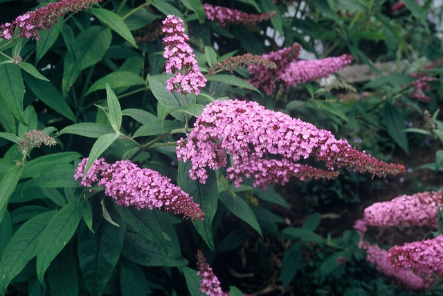 Buddleja Variegated Leaves Plant