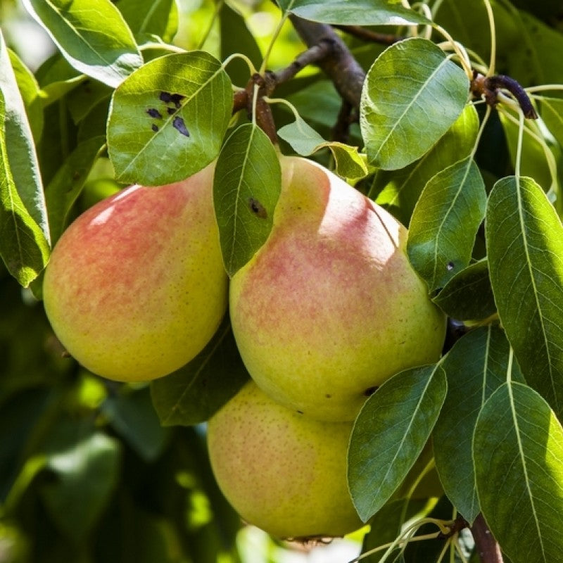 Pear Rakja Best Pear Fruit Plants Nurseries Shop Now In Kadiyam India Pyrus ...