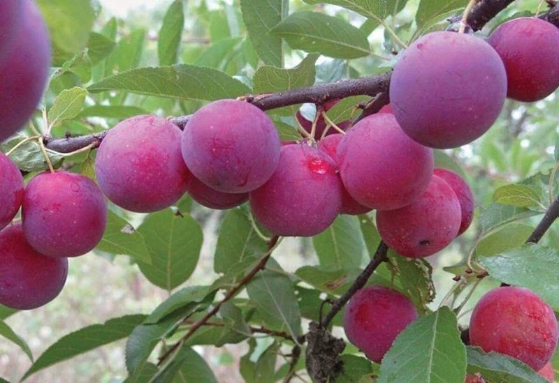 Plum Prunus Domestica