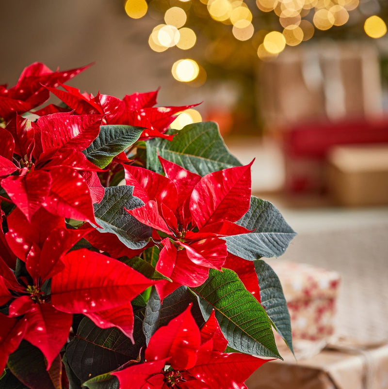 Poinsettia