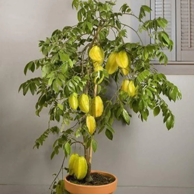 Star Fruit Averrhoa carambola