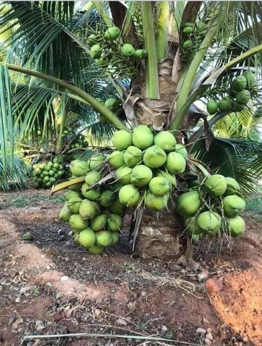 Coconut Cocos Nucifera