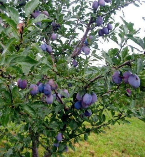 Plum Prunus Domestica