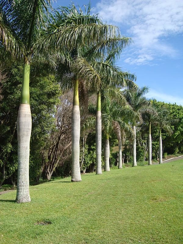 Royal Palm