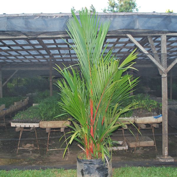 Redneck Palm