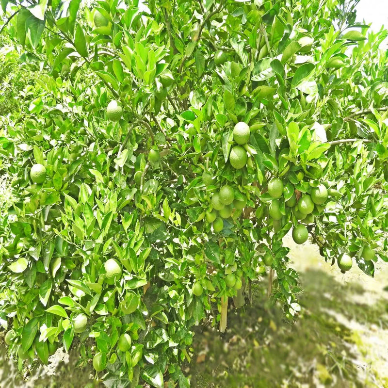 Malta Orange Citrus Sinensis