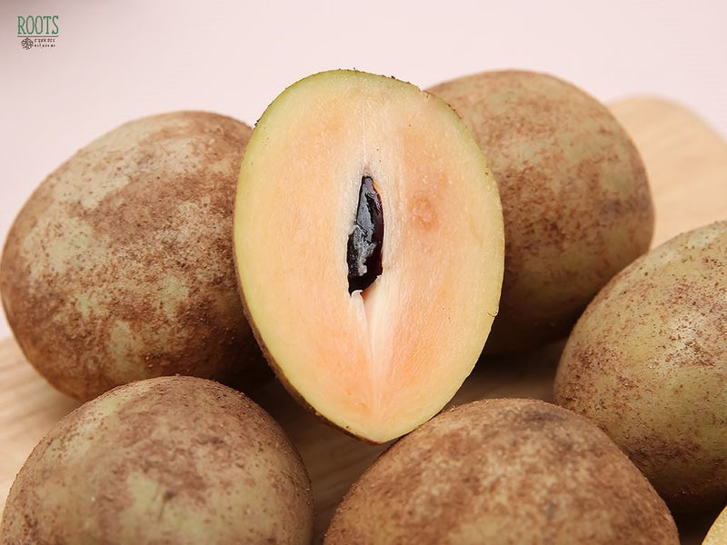 Sapota Manilkara Zapota