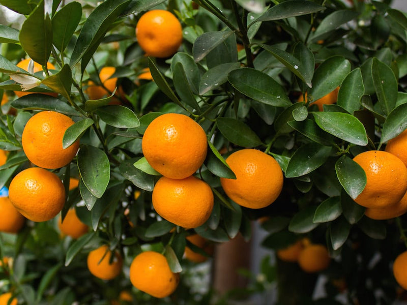 Small Orange Citrus Reticulata