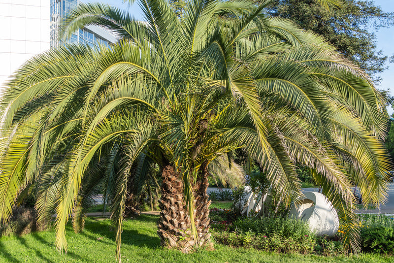 Pindo Palm