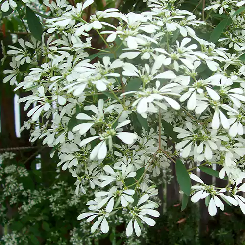 यूफोरबिया ल्यूकोसेफला पौधों की खरीदारी करें: अपने बगीचे में सफेद रंग का एक पॉप जोड़ें! 