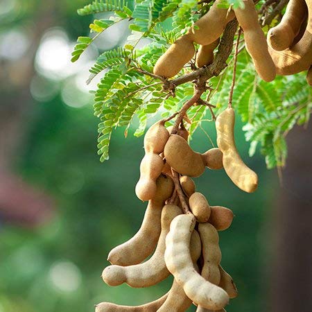 Tamarind Tamarindus indica