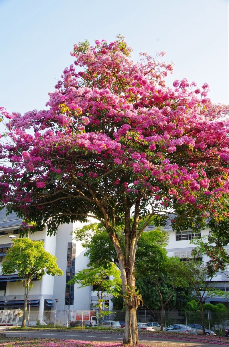 Tabebuia Rosea Plant