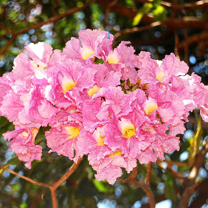 Tabebuia Rosea Plant
