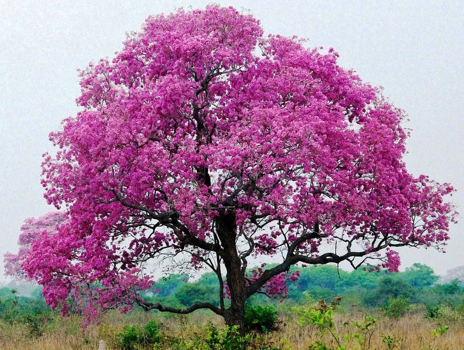 Tabocia Rocia Tree Best Tabebuia Rosea Trees Nurseries Near To Me Kadiyam India — Kadiyam ...