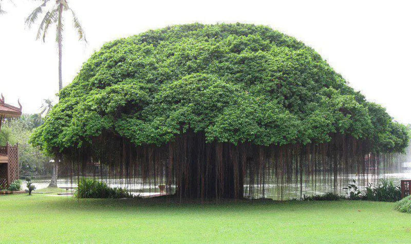 Banyan Tree Ficus Benghalensis